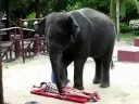 Elephant do free massage