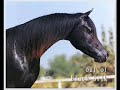 \"Beaumont Bey\" Black Stallion