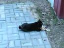 Kobe Playing
