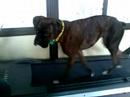 Leela the boxer on the treadmill