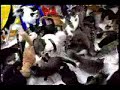 130 cats (gatos)