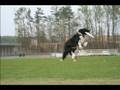 Rocket and Gipper Having Fun on Sun March 25,2007