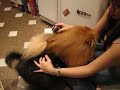 Cheny playing with doggies