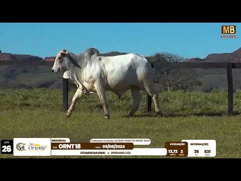 1� LEIL�O PRODU��O FAZENDA ORIENTE