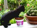 Cat Crash - Unforseen event