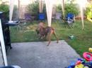 Honey and Rowdy Playing