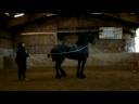 Lize, frison aux longues renes Lize, frison aux longues renes
