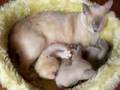 Burmese kittens