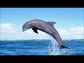 Click here to watch this video Dolphin and sea Sometimes seagulls/イルカと海と時々カモメ1時間