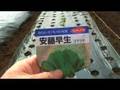 家庭菜園動画11