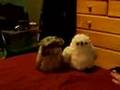The adventure of Tawny Owl and Jeff 1/2