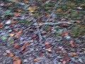 Squirrel Hunting-Sugar Hill Outdoors