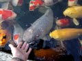 Koi hunger Koi hunger