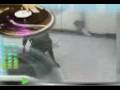amstaff vs pnue