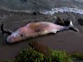 Dead Sperm Whale