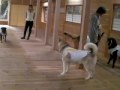 SANY1793.MP4