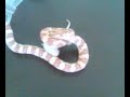mi elaphe guttata comiendo