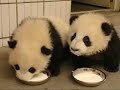 Giant Pandas relocated after earthquake Giant Pandas relocated after earthquake