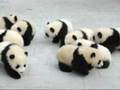 Giant Pandas relocated after earthquake