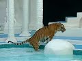 tiger at the mirage tiger at the mirage