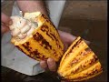 Chocolademaken in Nicaragua