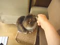 Click here to watch this video Kotaro's Cat Tower May 24 2012＿小太郎くんのキャットタワー