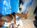 Chihuahua Dziumbel & Rina