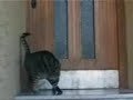 Smart Cat opening the door..! a cat opens the door by itself! funny..