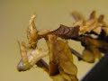 Teufelsmantis Idolomantis diabolica