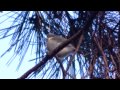 Click here to watch this video シジュウカラの幼鳥 Japanese Tit chicks and a week later