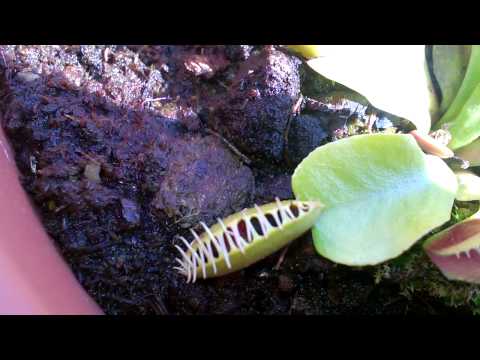 how to grow dionaea muscipula