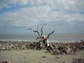 Diftwood Beach, Jeykll Island, Ga.