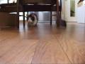 猫、想像力をかきたてる - Cat flies over a camera.