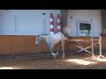 Cassini Royal - Show Jumping Horse