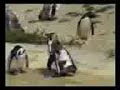 Penguin on ecstacy
