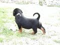 vom Hause Edelstein puppies