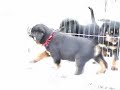 vom Hause Edelstein puppies