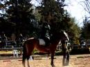 Dia de la equitacion