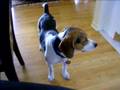 Whinning beagle