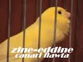 Canari Marocain\" Flawta\"