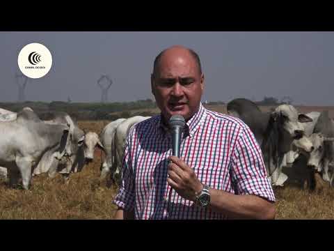 1 DE OLHO NA FAZENDA NELORE BOM JESUS