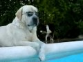 Balu VIP in piscina