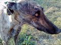 Tenkesalja kennel - http://tenkesalja.try.hu