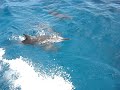 Golfinhos em Noronha