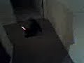 Kittens Playing With Lasers!!!!