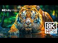 WILD WORLD DOLBY VISION™ | EXTREME COLORS [8K ..