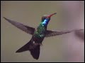 Hummingbird hijinx