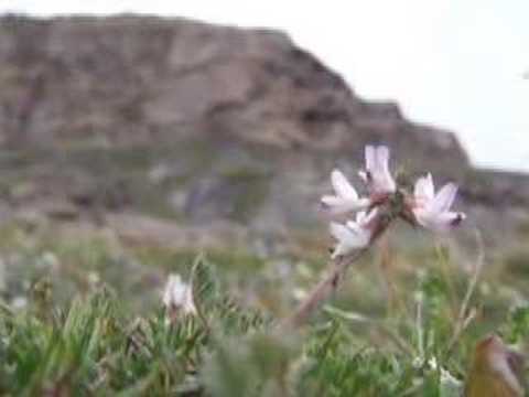 Baffin Island (SWBIG) the Movie