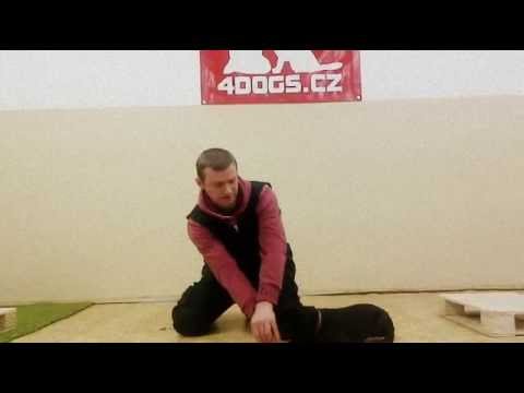 bulterrier