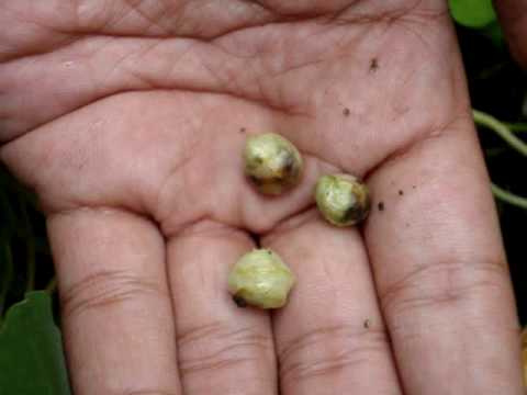 how to harvest nasturtium seeds